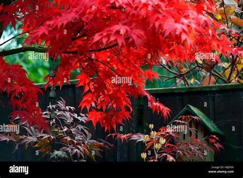 Bright Red Acer Leaves Foliage Autumn Fall Autumnal Scarlet Blaze