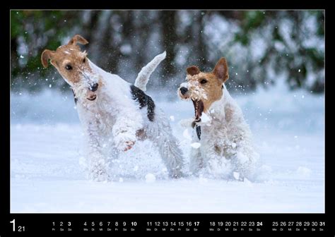 Check spelling or type a new query. Foxterrier-Kalender für das Jahr 2021