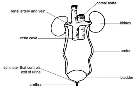 The principal organs of the urinary system are the kidneys, which process blood and form urine as a waste to be excreted—that is. Why is My Dog Peeing in the House? | PetHelpful