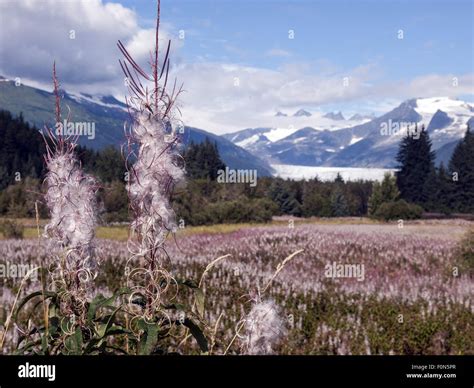 Fireweed Going To Seed At The End Of Summer Hi Res Stock Photography