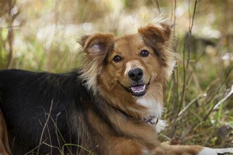 Happy Tails Mora The Aussiesheltie Mix Daily Dog Tag