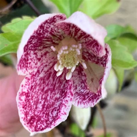 Clematis cirrhosa var purpurescens 'freckles' brings a splash of mediterranean warmth to your garden in winter and early spring, with its unusual speckled flowers. Clematis cirrhosa var. purpurascens 'Freckles', Clematis ...