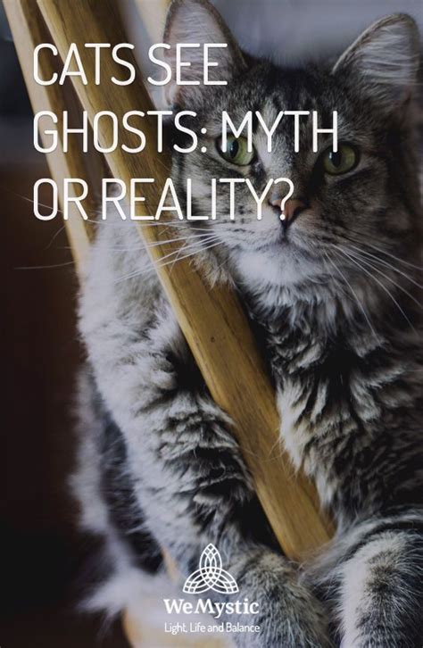This year's halloween special 'spooked' was inspired by cats seemingly staring at something that isn't there. Cats see ghosts: myth or reality? - WeMystic | Light of ...