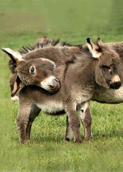 Beautiful Donkeys With Images Cute Animals Baby Animals Funny