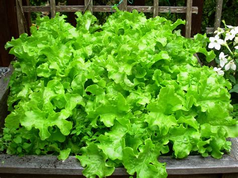 How To Grow Lettuce Outside The Garden Of Eaden