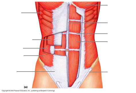 Muscles Of The Abdominal Wall Diagram Quizlet
