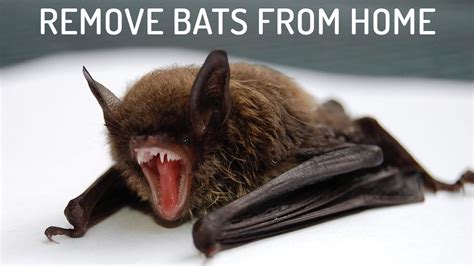 9 Easiest Ways To Get Rid Of Bats Youtube