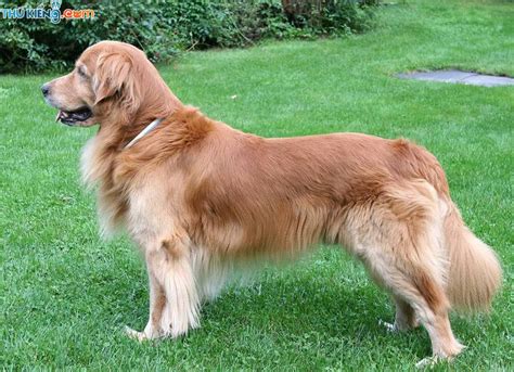 Chó Golden Retriever Giống Chó Gâu Đần Ưu Điểm Và Nhược Điểm