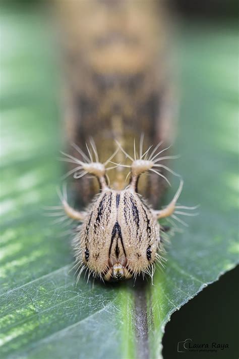 Fotografía Laura Raya Mariposa Buho Caligo Memnon