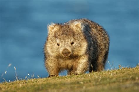 Fact File Bare Nosed Wombat Vombatus Ursinus Australian Geographic