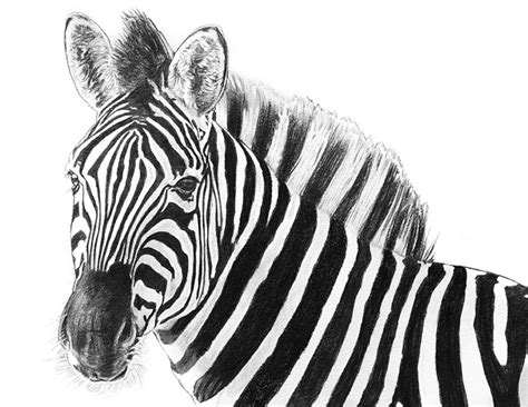 Printable Zebra Pencil Drawing Print Zebra Looking Sidelong Etsy