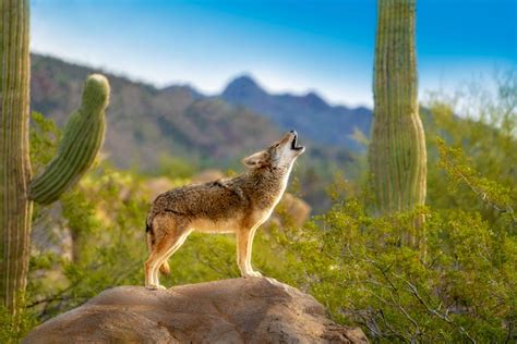 What Do Coyotes Sound Like at Night? | BeatPests