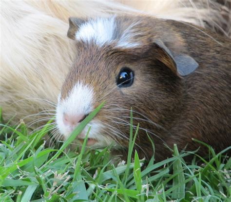 All Things Guinea Pig Breeds And Varieties