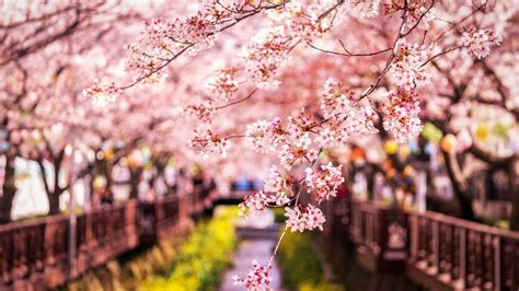 Sakura Spring Japan Cherry Flowers Branches Blur Background Hd Flowers