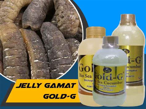 Komposisi Jelly Gamat Gold G Untuk Asam Lambung Dan Maag Kronis