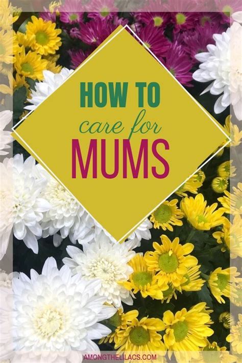 Learn How To Care For Your Potted Mums This Fall This Gorgeous Flower