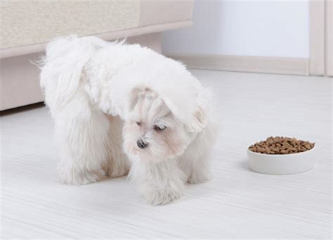 6 Appetite Stimulants For Dogs Petmd
