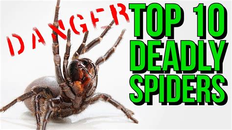 Most Dangerous Spider