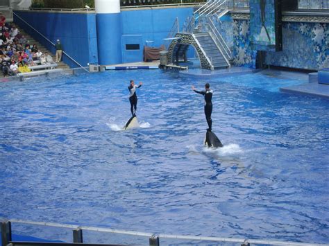 SeaWorld Ponders Defeat in OSHA Ruling. Trainer Death May Alter