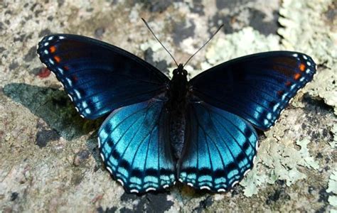 Gambar kolase kupu kupu dari biji kacang hijau. Koleksi Gambar Kupu-Kupu Yang Indah
