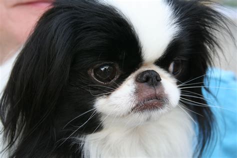 Black Japanese Chin Puppies