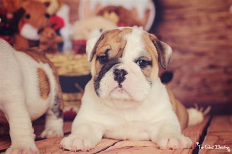 Visit euro puppy to find the dog for your life. English Bulldogs For Sale In Florida Under 500 | Top Dog Information