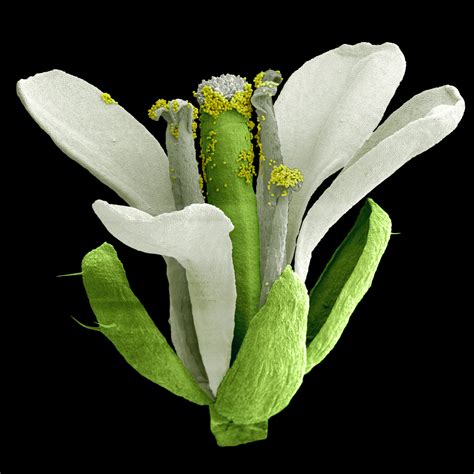 http://ec.europa.eu/research/quality-of-life/arabidopsis.html