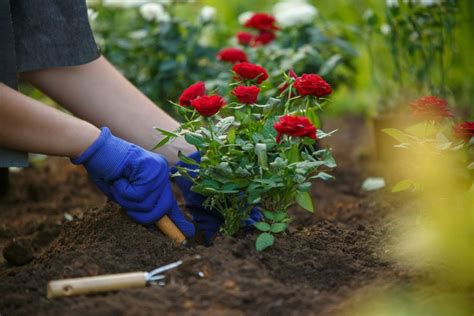 Rosen Pflanzen Experten Tipps Zu Standort And Pflanzzeit Rose Fertilizer