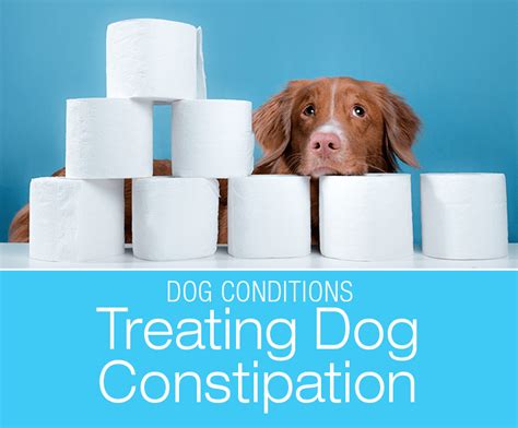Treating Dog Constipation At Home Helping Your Constipated Dog