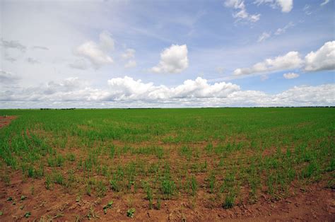 Llanos 48 Rice In Colombias Eastern Plains Or Llanos Cr Flickr