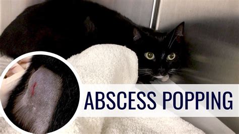 Dental abscesses are typically caused by tooth fracture, damage, or decay. Cat Abscess Popping After Cat Fight | Cats, Cat life, Pop