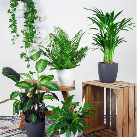 Indoors Green House Plants Nova Blooms Uk