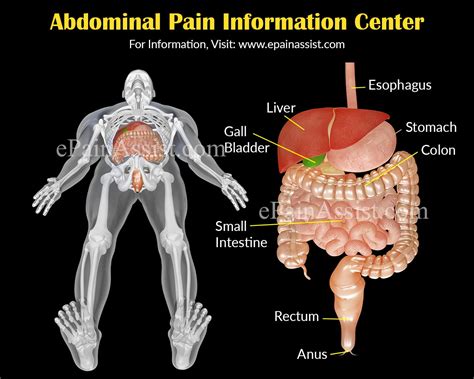Abdominal Pain Stomach Ache Information Centerabdominal Pain In