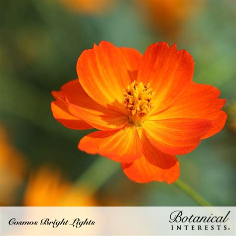 Cosmos Bright Lights Blend Cosmos Seeds Heirloom Sustainable
