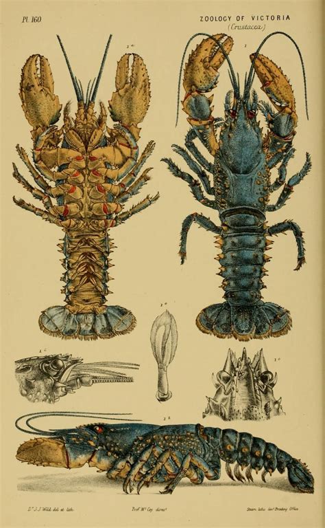 Crustacean Natural History Illustration Scientific Illustration Art