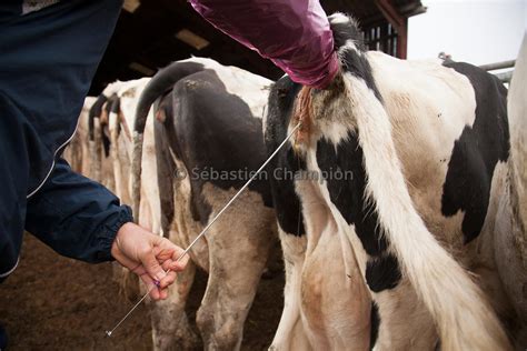 Photographie Insemination D Une Vache Laitiere Agricole