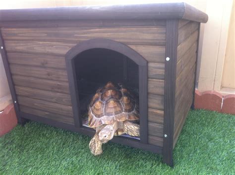 What To Feed Your Tortoise To Keep Them Healthy Sulcata Tortoise Log