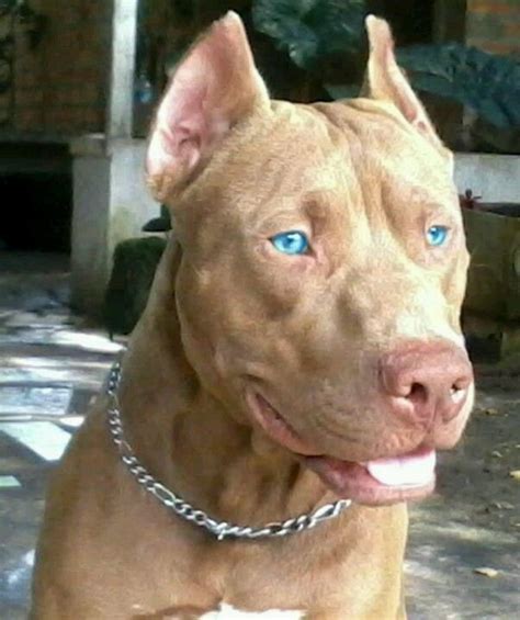 See more ideas about pitbull puppies, puppies, pitbulls. Pin on love them pit bulls