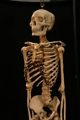 10 Interesting Skeletal System Facts My Interesting Facts