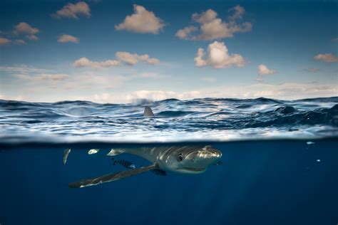 Blue Shark Split Shot George Karbus Photography