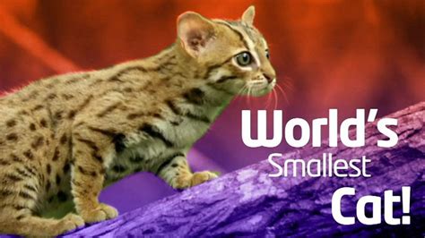 Worlds Smallest Cat