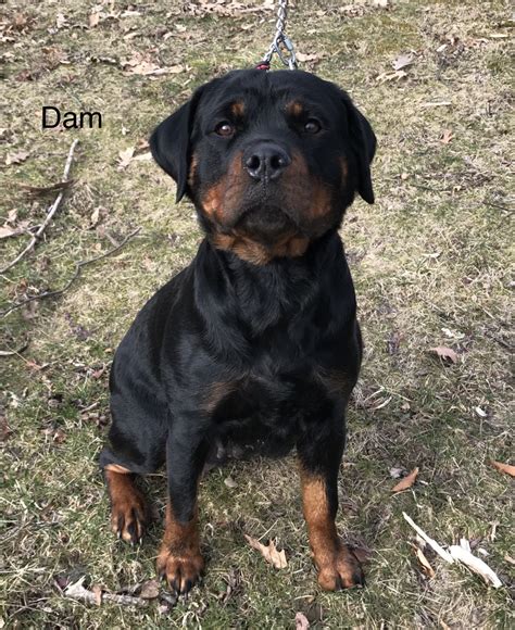 Rottweilers and puppies for sale from a rep Rottweiler Puppies For Sale | Wadsworth, OH #179321