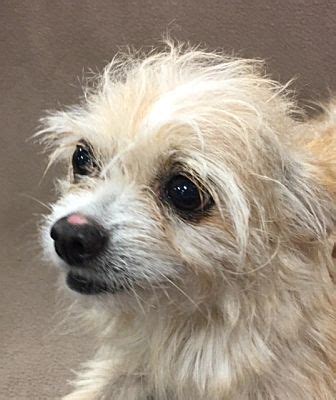 The houston humane society supports the treatment and adoption for more than just dogs and cats. Garland, TX - Chihuahua. Meet Cathy a Pet for Adoption ...