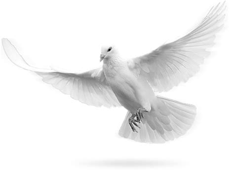 Flying Peace Pigeon Png Hd Png Mart