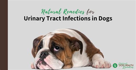 Dog Urinary Tract Infection Home Remedy Petswall