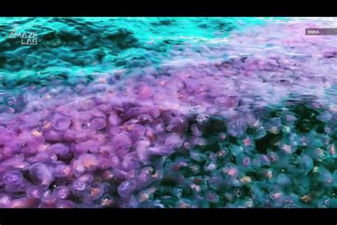 Incredible Technicolor Shot Of A Giant Jellyfish Swarm Off British Coast