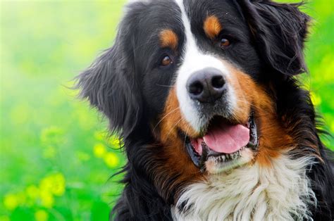 At What Age Is A Bernese Mountain Dog Full Grown