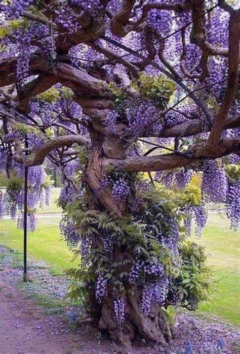 This plant, wisteria frutescens , twins up into trees to the relatively modest height of only 25 feet, making it a lot more manageable in gardens than its chinese. Pin by Angel Beard on PURPLE | Wisteria tree, Nature tree ...