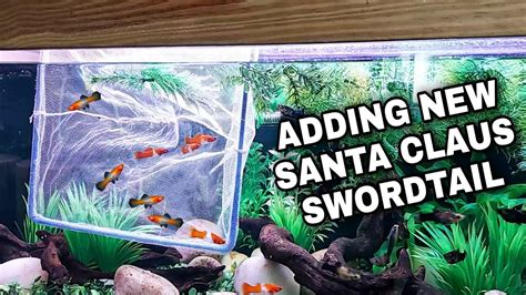 Adding New Santa Claus Swordtail Fish In Livebearer Tank Youtube