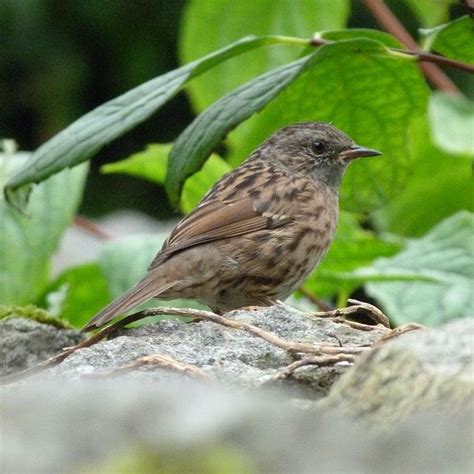 What Is The Smallest Garden Bird In The Uk British Garden Birds